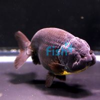 Black Ranchu 5cm