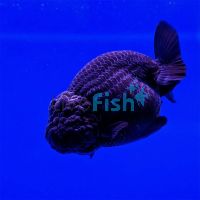 Black Ranchu 9cm