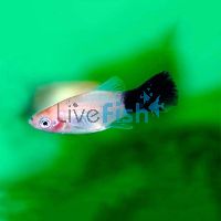 Black & White Platy 4cm