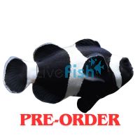 6x Black & White Clownfish 3-4cm
