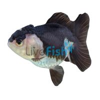 Oranda Black & White 5cm