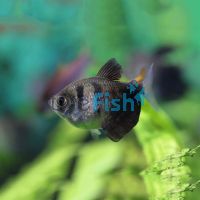 Black Window Tetra 2cm
