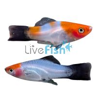 Blacktail Kohaku Koi Swordtail 5cm