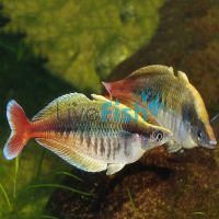 Bleher's Rainbow 7cm - N.G 