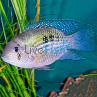 Blue Acara Cichlid 5cm