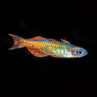 Red Neon Blue Eye 2.5cm - N.G