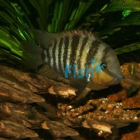 Cichlasoma Blue-Eye 5cm 