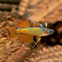 Red Neon Blue Eye 2cm - N.G
