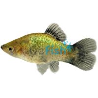 Blue Platy 4cm