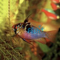 Blue Ram 5cm