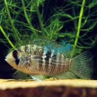 Blue Acara Columbia - Wild Caught 3.5cm