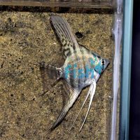 Blue Zebra Pinoy Angelfish 3.5cm