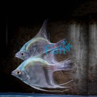 Blue Angelfish 3.5cm