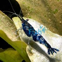 Blue-Black Rili Shrimp 1cm