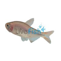 Blue Bleeding Tetra - Wild Caught 3.5cm
