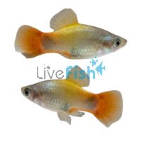 Blue Butterfly Moon Platy 3.5cm