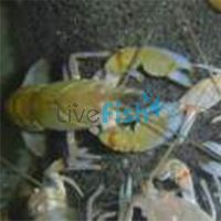 Blue Claw Yabby 7cm