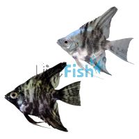 Blue Marble Angelfish 4cm
