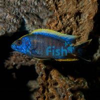 Blue Orchid Peacock 4cm