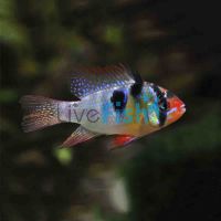 Blue Ram 4cm