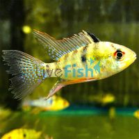 Blue Ram Longfin 5cm