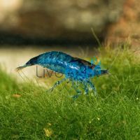 Blue Shrimp - Mixed Grade 1-2cm 