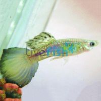 Male Blue Cobra Guppy 3.5cm