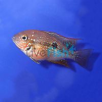 Blue Spangled Firemouth Cichlid 3.5cm