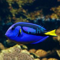 Blue Tang - Tiny
