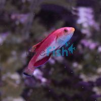 Wrasse Blue Throated Fairy - Medium