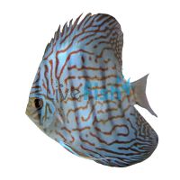 Blue Turquoise Discus 7cm