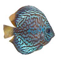 Blue Turquoise Discus 5cm