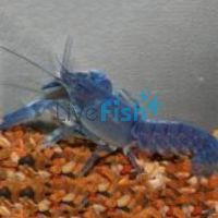 Blue Yabbies 5cm