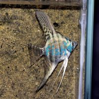 Blue Zebra Angelfish 4.5cm