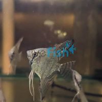 Blue Zebra Pinoy Angelfish 4.5cm