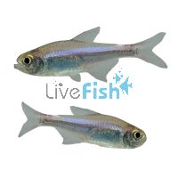 Blueberry Tetra 4cm