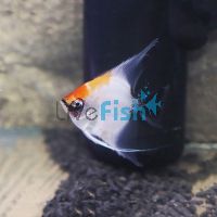 Red Devil Angelfish 4.5cm