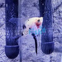 Blushing Red Koi-Sunset Angel 4.5cm