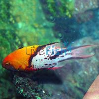 Lyretail Hogfish - Large