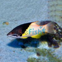 Coral Hogfish - Small juvenile