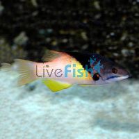 Coral Hogfish - Medium Juvenile
