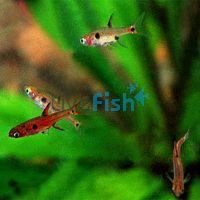 Rasbora Maculata 1cm