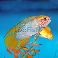 Borelli Yellow Blue 3cm - Import