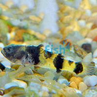 Borneo Bumble Bee Goby 2cm