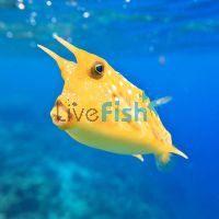 Boxfish Longhorn - Large