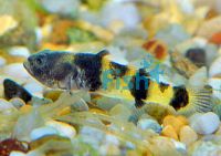 Borneo Bumble Bee Goby 2cm