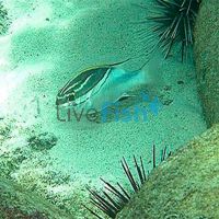 Bream - Two Lined (Yellow Form) - Medium