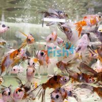 Assorted Bristol Goldfish 5cm