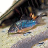 Emerald Catfish 4cm