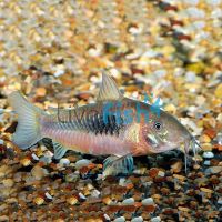 Bronze Corydoras 6cm